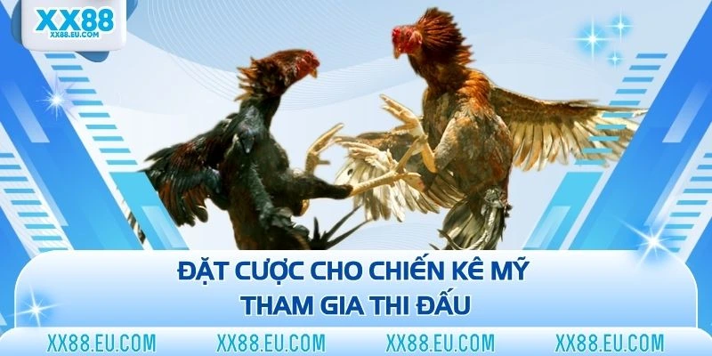 Đặt cược cho chiến kê Mỹ tham gia thi đấu