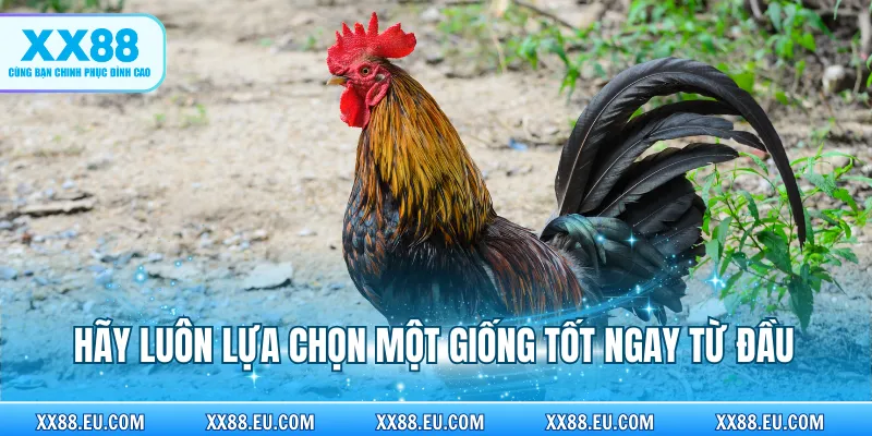 Hãy luôn lựa chọn một giống tốt ngay từ đầu